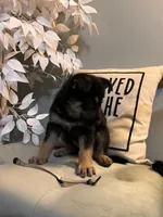 German Shepherd light purple , a female German Shepherd Dog for sale in Sharpsburg, MD – 3 of 5