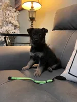 German shepherd Green , a female German Shepherd Dog for sale in Sharpsburg, MD – 7 of 10