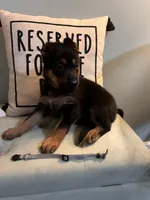 German Shepherd Gray, a female German Shepherd Dog for sale in Sharpsburg, MD – 4 of 8