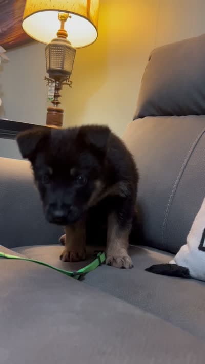 German shepherd Green , a female German Shepherd Dog for sale in Sharpsburg, MD – 10 of 10