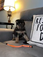 German Shepherd Orange , a male German Shepherd Dog for sale in Sharpsburg, MD – 4 of 9