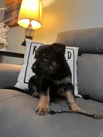 German Shepherd Brown, a female German Shepherd Dog for sale in Sharpsburg, MD – 2 of 9