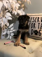 German Shepherd Pink , a female German Shepherd Dog for sale in Sharpsburg, MD – 7 of 10