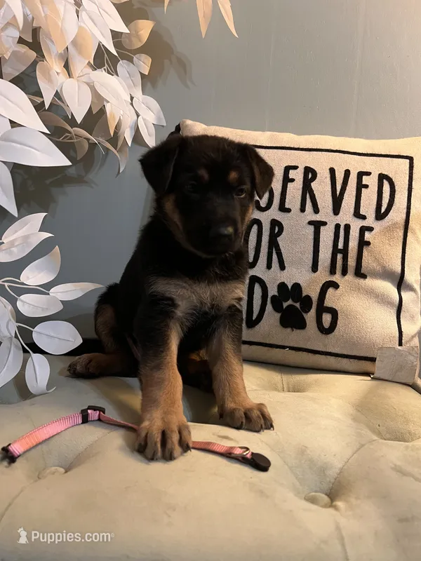 German Shepherd Pink  – German Shepherd Dog puppy for sale in Sharpsburg, MD