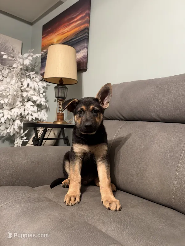 German Shepherds puppy Blue – German Shepherd Dog puppy for sale in Sharpsburg, MD