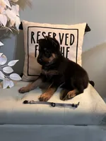 German Shepherd Gray, a female German Shepherd Dog for sale in Sharpsburg, MD – 5 of 8