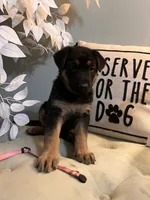 German Shepherd Pink , a female German Shepherd Dog for sale in Sharpsburg, MD – 3 of 10