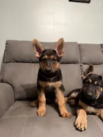German Shepherd puppy Brown No collar , a female German Shepherd Dog for sale in Sharpsburg, MD – 6 of 10