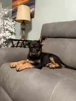 German Shepherd puppy light purple , a female German Shepherd Dog for sale in Sharpsburg, MD – 5 of 10