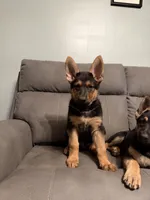German Shepherd puppy Brown No collar , a female German Shepherd Dog for sale in Sharpsburg, MD – 9 of 10
