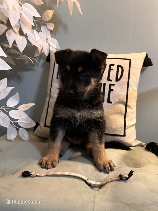 German Shepherd White – German Shepherd Dog puppy for sale in Sharpsburg, MD
