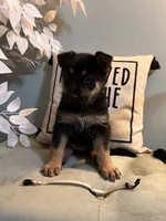 German Shepherd light purple , a female German Shepherd Dog for sale in Sharpsburg, MD – 1 of 5