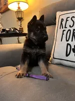 German Shepherd Purple, a male German Shepherd Dog for sale in Sharpsburg, MD – 8 of 9