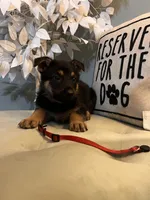 German Shepherd Red, a female German Shepherd Dog for sale in Sharpsburg, MD – 2 of 9
