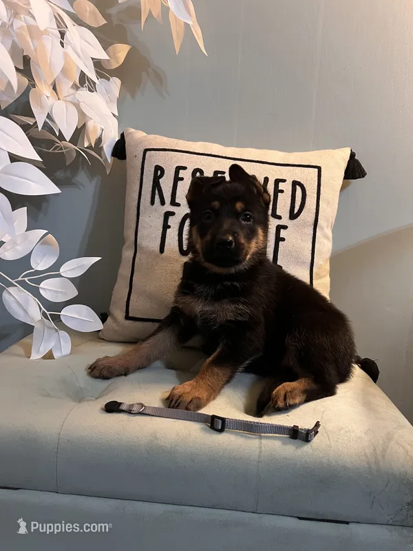 German Shepherd Gray – German Shepherd Dog puppy for sale in Sharpsburg, MD