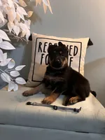 German Shepherd Gray, a female German Shepherd Dog for sale in Sharpsburg, MD – 1 of 8
