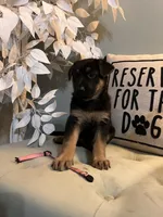German Shepherd Pink , a female German Shepherd Dog for sale in Sharpsburg, MD – 2 of 10