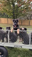German Shepherds Blue, a male German Shepherd Dog for sale in Sharpsburg, MD – 6 of 10