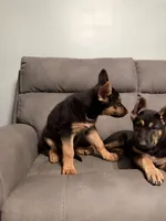German Shepherd puppy Brown No collar , a female German Shepherd Dog for sale in Sharpsburg, MD – 10 of 10