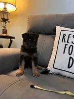 German Shepherd Yellow , a male German Shepherd Dog for sale in Sharpsburg, MD – 4 of 8