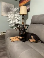 German Shepherd puppy light purple , a female German Shepherd Dog for sale in Sharpsburg, MD – 10 of 10