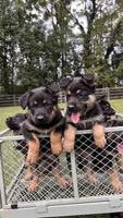 German Shepherds Blue, a male German Shepherd Dog for sale in Sharpsburg, MD – 3 of 10