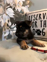 German Shepherd Red, a female German Shepherd Dog for sale in Sharpsburg, MD – 6 of 9