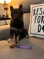 German Shepherd Purple, a male German Shepherd Dog for sale in Sharpsburg, MD – 5 of 9
