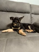 German shepherd puppy pink, a female German Shepherd Dog for sale in Sharpsburg, MD – 7 of 8