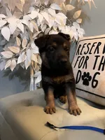 German Shepherds Blue, a male German Shepherd Dog for sale in Sharpsburg, MD – 7 of 10