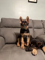 German Shepherd puppy Brown No collar , a female German Shepherd Dog for sale in Sharpsburg, MD – 7 of 10