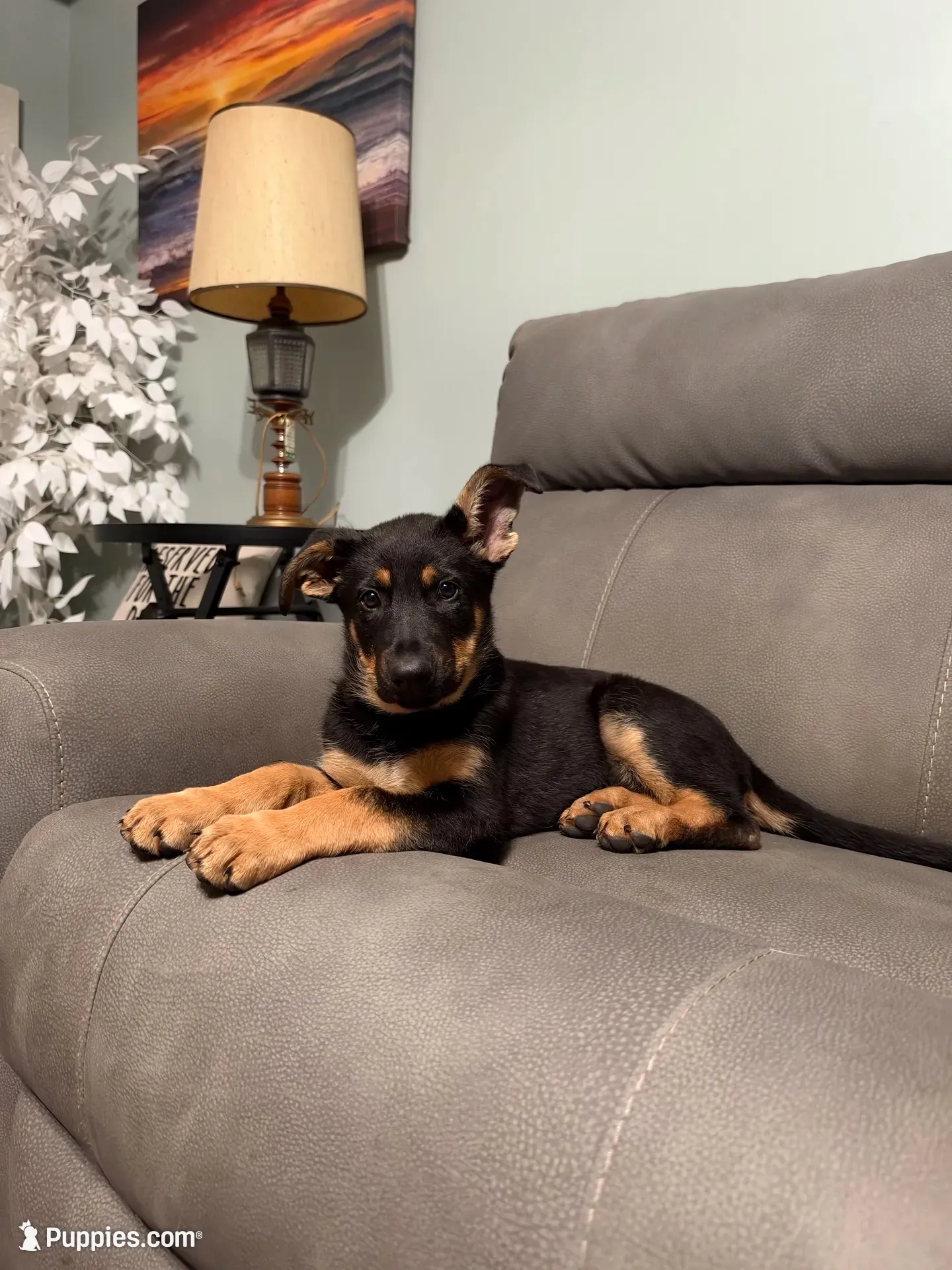 German Shepherd puppy light purple , a female German Shepherd Dog for sale in Sharpsburg, MD – 3 of 10