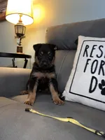 German Shepherd Yellow , a male German Shepherd Dog for sale in Sharpsburg, MD – 2 of 8