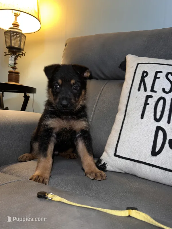 German Shepherd Yellow  – German Shepherd Dog puppy for sale in Sharpsburg, MD