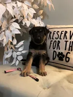 German Shepherd Pink , a female German Shepherd Dog for sale in Sharpsburg, MD – 9 of 10