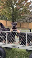 German Shepherd Yellow , a male German Shepherd Dog for sale in Sharpsburg, MD – 5 of 8