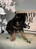 German shepherd Green , a female German Shepherd Dog for sale in Sharpsburg, MD – 9 of 10