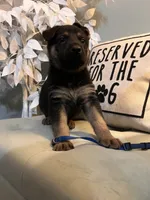 German Shepherds Blue, a male German Shepherd Dog for sale in Sharpsburg, MD – 5 of 10