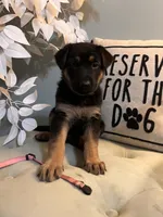 German Shepherd Pink , a female German Shepherd Dog for sale in Sharpsburg, MD – 4 of 10