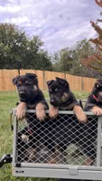 German Shepherd Yellow , a male German Shepherd Dog for sale in Sharpsburg, MD – 6 of 8