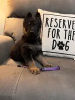 German Shepherd Purple, a male German Shepherd Dog for sale in Sharpsburg, MD – 3 of 9
