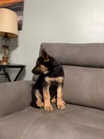 German Shepherds puppy Blue, a male German Shepherd Dog for sale in Sharpsburg, MD – 4 of 10