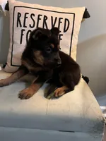 German Shepherd Gray, a female German Shepherd Dog for sale in Sharpsburg, MD – 8 of 8