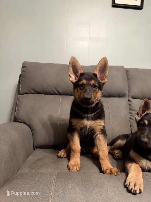 German Shepherd puppy Brown No collar  – German Shepherd Dog puppy for sale in Sharpsburg, MD