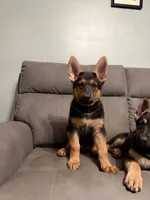 German Shepherd puppy Brown No collar , a female German Shepherd Dog for sale in Sharpsburg, MD – 1 of 10