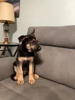 German Shepherds puppy Blue, a male German Shepherd Dog for sale in Sharpsburg, MD – 2 of 10