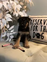 German Shepherd Pink , a female German Shepherd Dog for sale in Sharpsburg, MD – 6 of 10