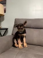 German Shepherds puppy Blue, a male German Shepherd Dog for sale in Sharpsburg, MD – 7 of 10