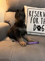 German Shepherd Purple, a male German Shepherd Dog for sale in Sharpsburg, MD – 6 of 9
