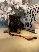 German Shepherd Red, a female German Shepherd Dog for sale in Sharpsburg, MD – 9 of 9